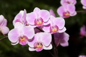 Cómo cultivar y cuidar orquídeas