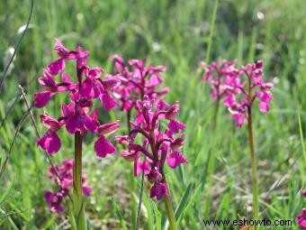 Cómo cultivar y cuidar orquídeas