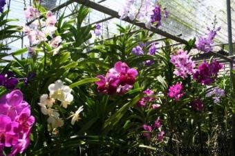 Cómo cultivar y cuidar orquídeas