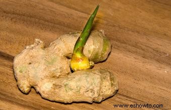 Cómo cultivar jengibre:en el interior o en el jardín de su casa