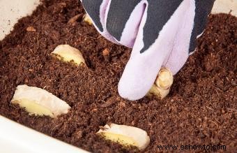 Cómo cultivar jengibre:en el interior o en el jardín de su casa
