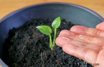 Cómo cultivar jengibre:en el interior o en el jardín de su casa