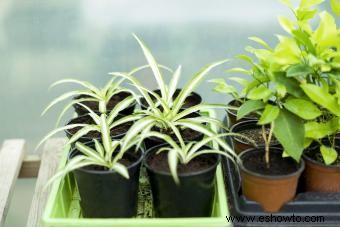 Cómo propagar una planta araña de 3 maneras sencillas