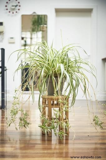 Cómo propagar una planta araña de 3 maneras sencillas