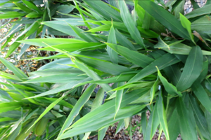 Identificación de plantas de interior