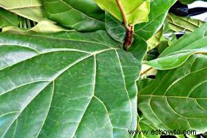 Identificación de plantas de interior