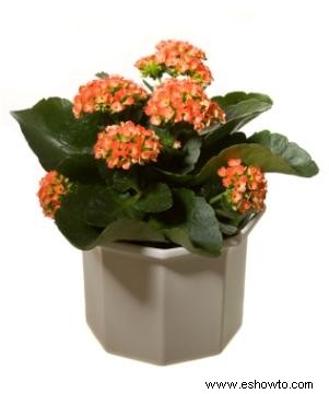 Kalanchoe