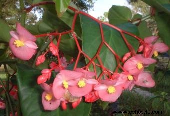 Begonias de cera