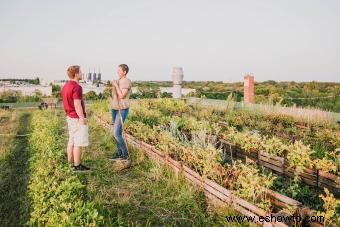 23 mejores plantas de techo para un espacio verde exitoso