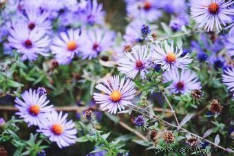 23 mejores plantas de techo para un espacio verde exitoso