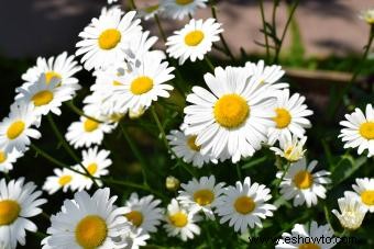 23 mejores plantas de techo para un espacio verde exitoso