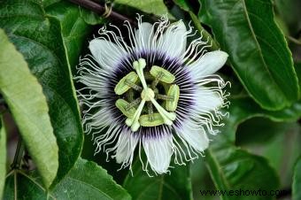 Buenas plantas de jardín para usar cerca de piscinas