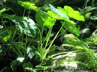 Buenas plantas de jardín para usar cerca de piscinas