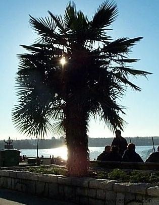 Buenas plantas de jardín para usar cerca de piscinas