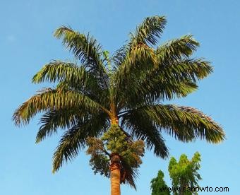 Buenas plantas de jardín para usar cerca de piscinas