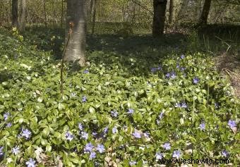 Guía para el espaciamiento de plantas en jardines