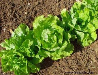 Guía para el espaciamiento de plantas en jardines