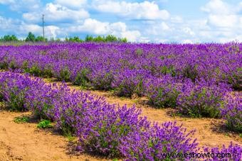 Plantas que crecen en suelos arenosos