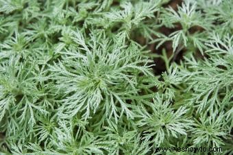 Plantas que crecen en suelos arenosos