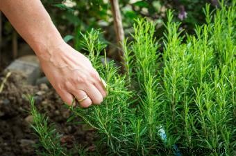 Plantas que crecen en suelos arenosos