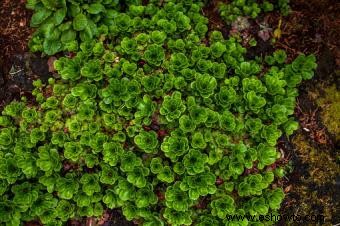 Plantas que crecen en suelos arenosos