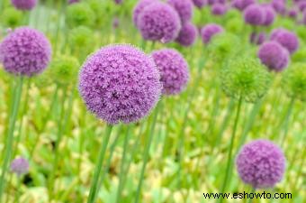 Plantas que crecen en suelos arenosos