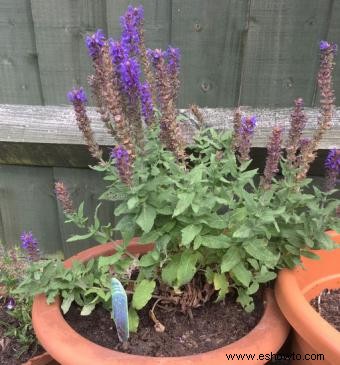 Plantas que crecen en suelos arenosos