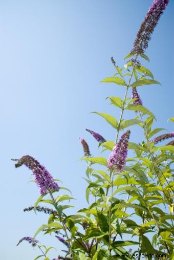 Plantas que crecen en suelos arenosos