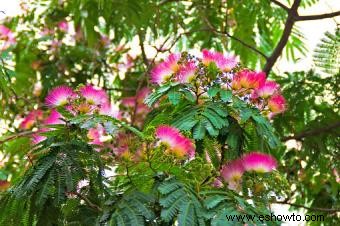 Plantas que crecen en suelos arenosos