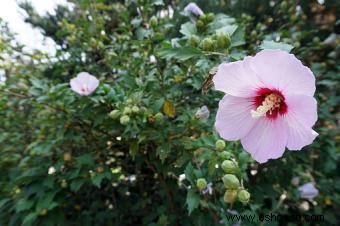 Plantas que crecen en suelos arenosos