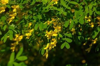 Plantas que crecen en suelos arenosos