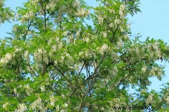 Plantas que crecen en suelos arenosos