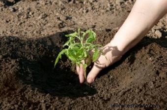 ¿Qué suelo es mejor para el crecimiento de las plantas? 