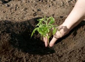 ¿Qué suelo es mejor para el crecimiento de las plantas? 