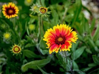 ¿Qué suelo es mejor para el crecimiento de las plantas? 