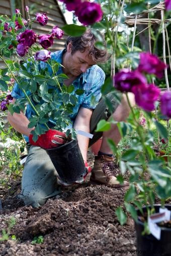 ¿Cuándo es el mejor momento para plantar rosas? 