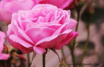 ¿Cuándo es el mejor momento para plantar rosas? 