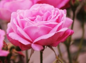 ¿Cuál es el mejor momento para plantar rosas? Guía experta por zonas de rusticidad
