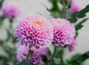 15 Variedades Espectaculares de Crisantemos para Plantar en tu Jardín Otoñal