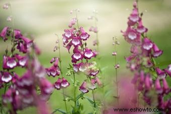 45 flores de verano que aturden con el sol 