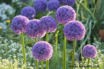 45 flores de verano que aturden con el sol 