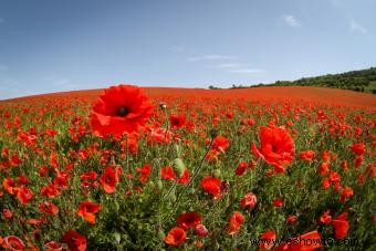 45 flores de verano que aturden con el sol 