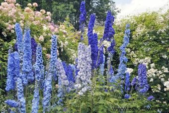 45 flores de verano que aturden con el sol 