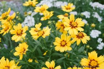 45 flores de verano que aturden con el sol 