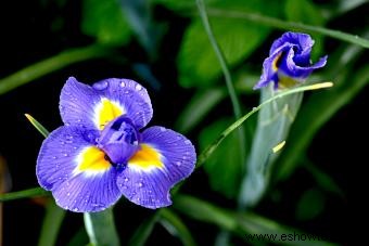 45 flores de verano que aturden con el sol 