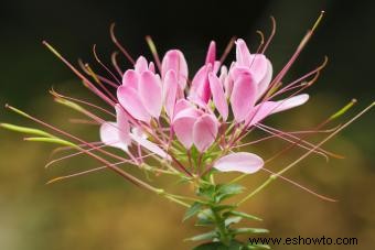 45 flores de verano que aturden con el sol 