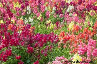 45 flores de verano que aturden con el sol 