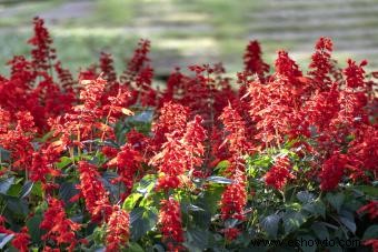 45 flores de verano que aturden con el sol 