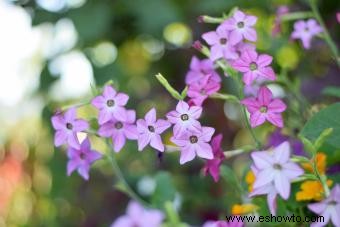 45 flores de verano que aturden con el sol 