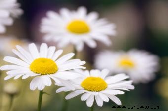 45 flores de verano que aturden con el sol 